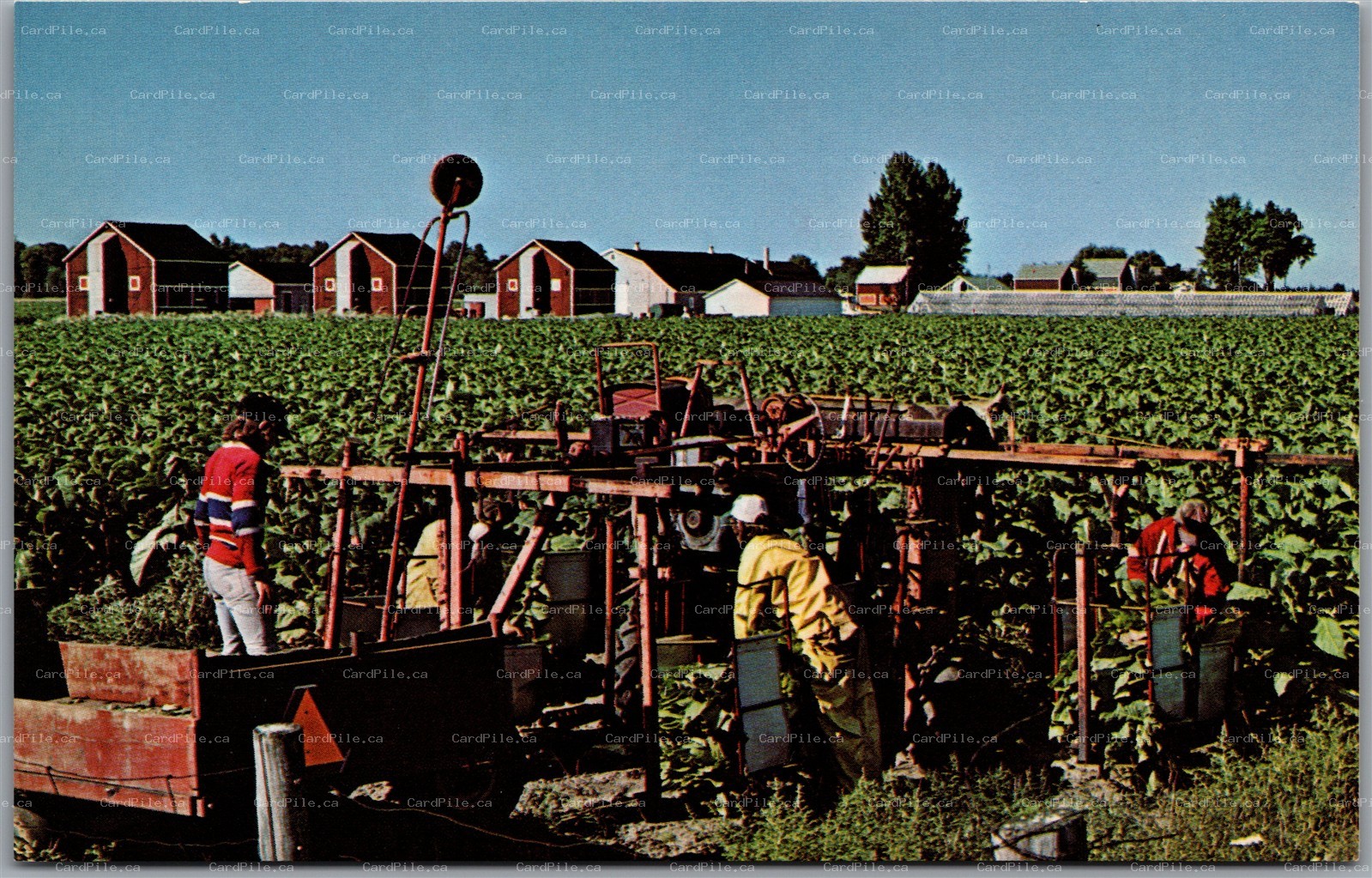 Postcard Rodney Ontario Tobacco Primers Farming Elgin County
