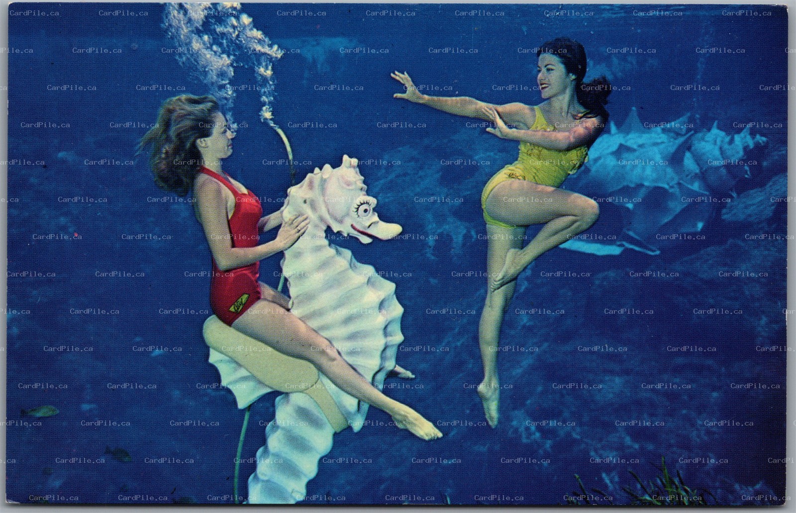 Postcard Weeki Wachee Florida Live Mermaids Spring Attraction Pretty Ladies