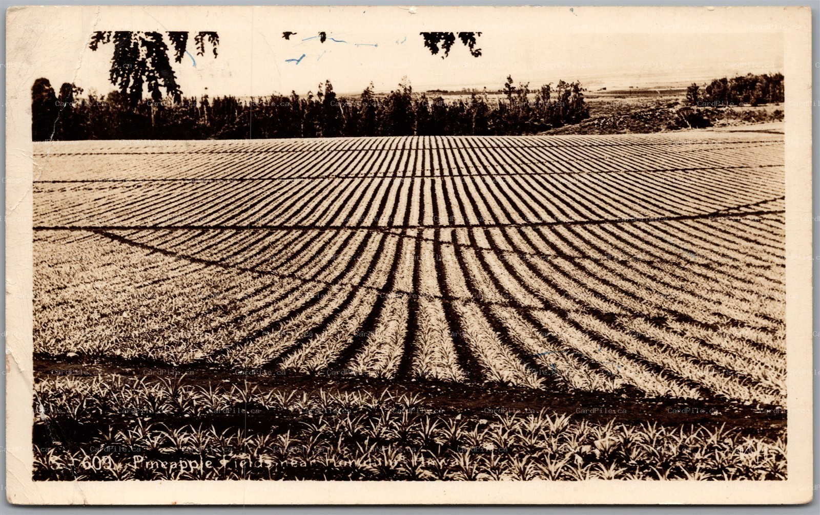 RPPC c1943 Honolulu Hawaii Pinapple Fields Scenic View U.S. Navy Censor Passed