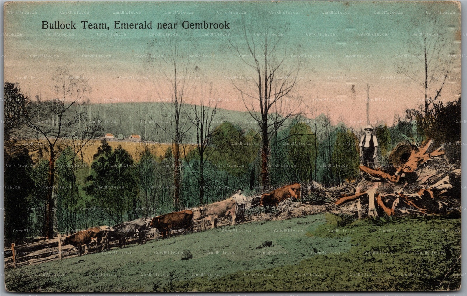 Postcard Emerald Australia 1911 Bullock Team Near Gembrook Victoria to India