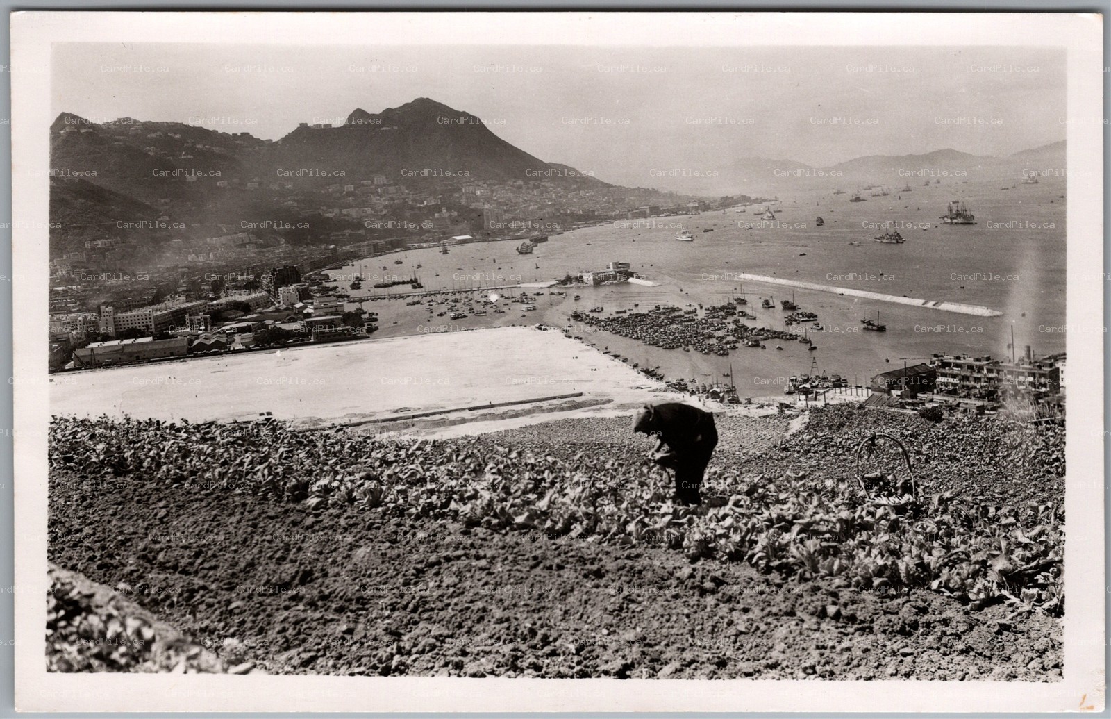 Postcard RPPC 1950s Hong Kong China Causeway Bay Farming Scenic View Boats