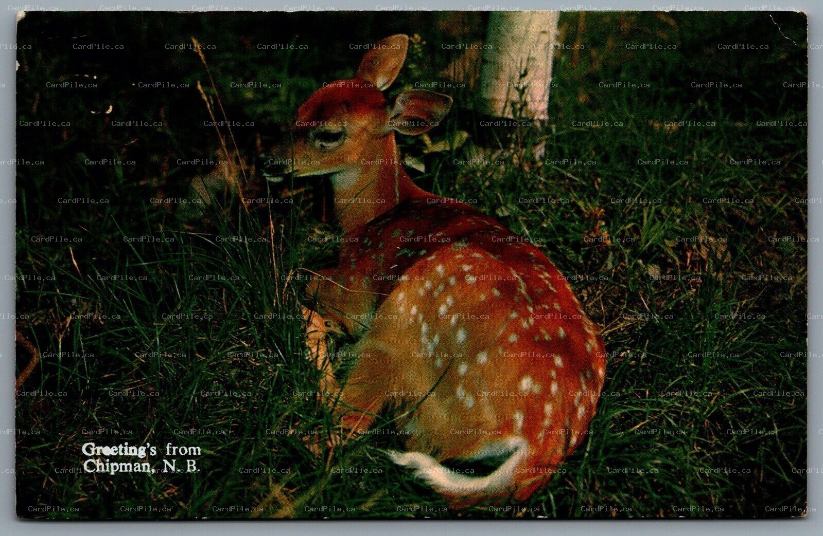 Postcard Chipman NB c1962 Greetings From Chipman NB Baby Fawn Deer
