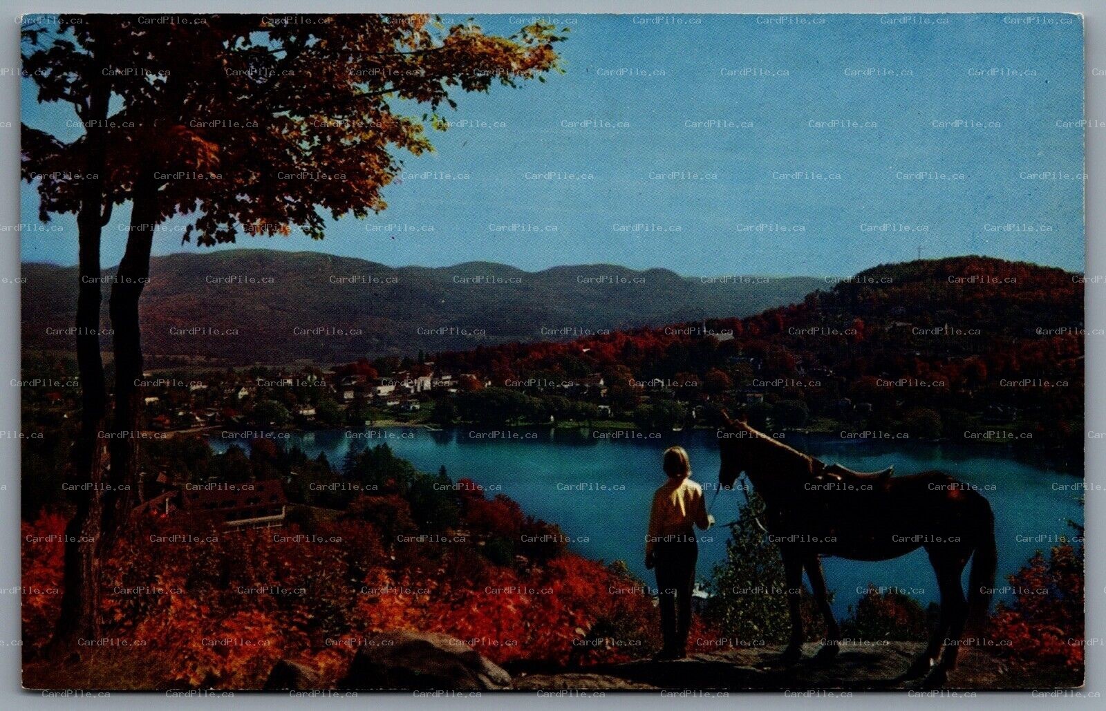 Postcard Ste. Adele en haut PQ c1950s Fall Coloring From The Lookout Horse