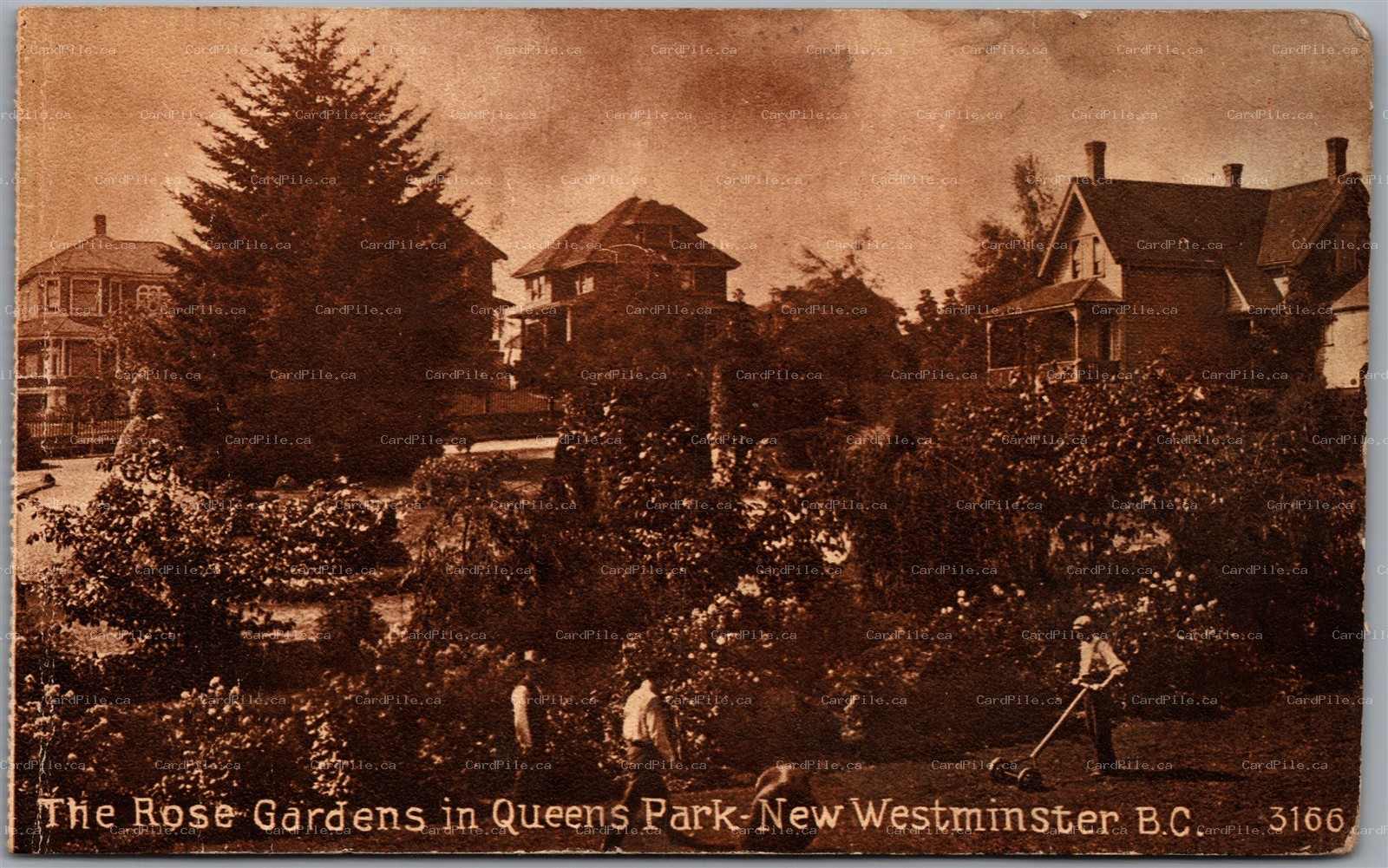 Postcard New Westminster British Columbia c1910s The Rose Gardens in Queens Park