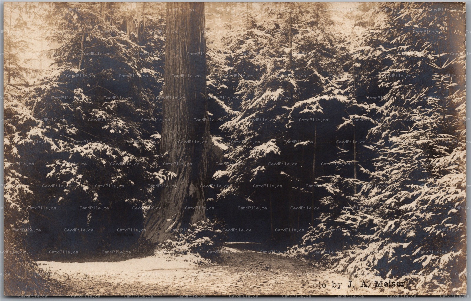 Postcard RPPC c1910s California? PNW? Snowy Forest Path Redwood by J. A. Meiser
