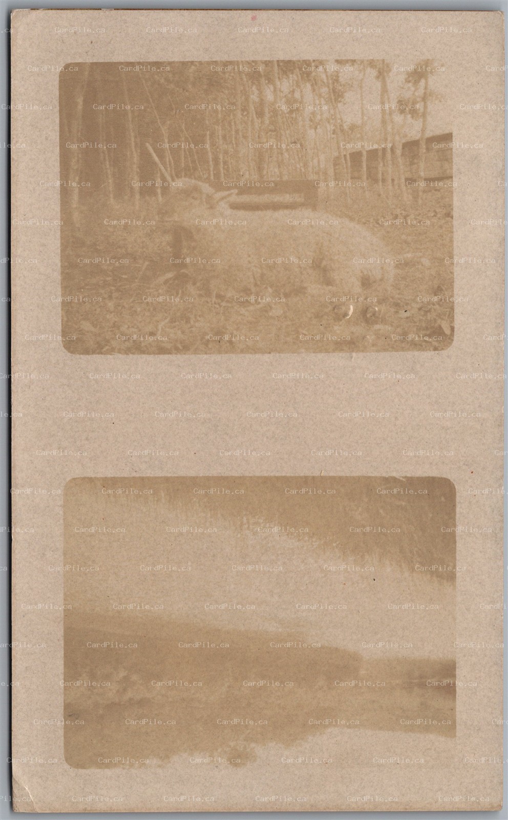 Postcard RPPC c1907 Oak Lake Manitoba Picture of Little Pet Lamb and River
