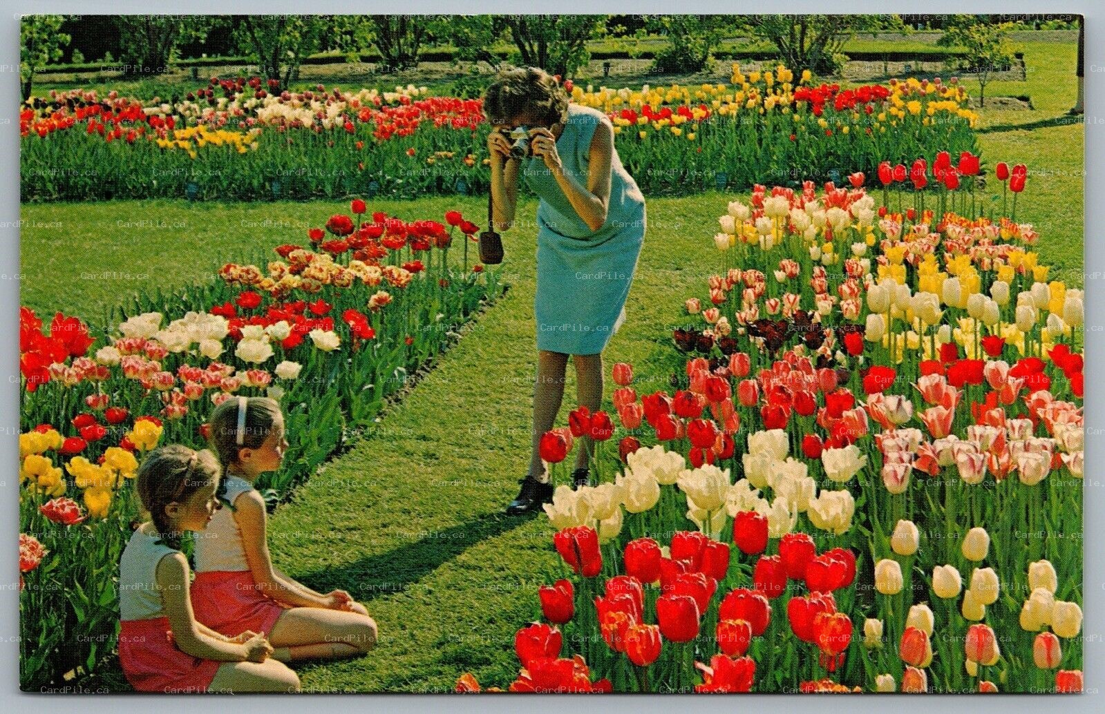Postcard Ottawa Ontario c1970s Tulip Time Flowers