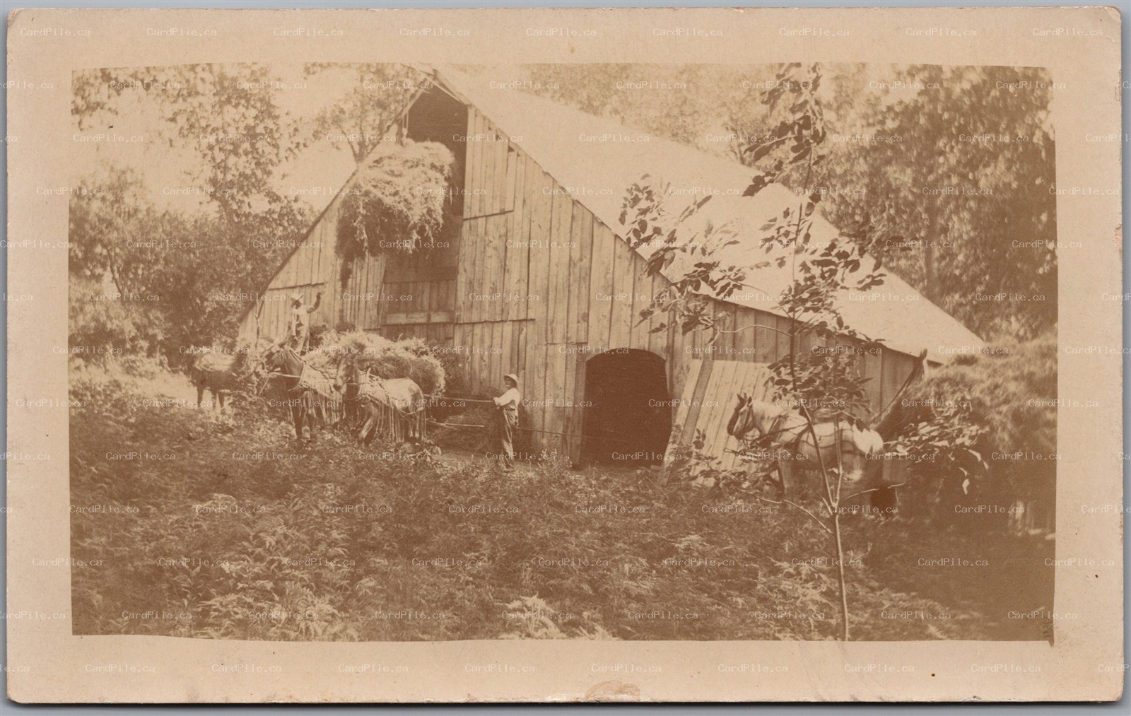 Postcard RPPC 1900s Farm Life "Fine Hay Shed Eh?" Barn Horses Agriculture 