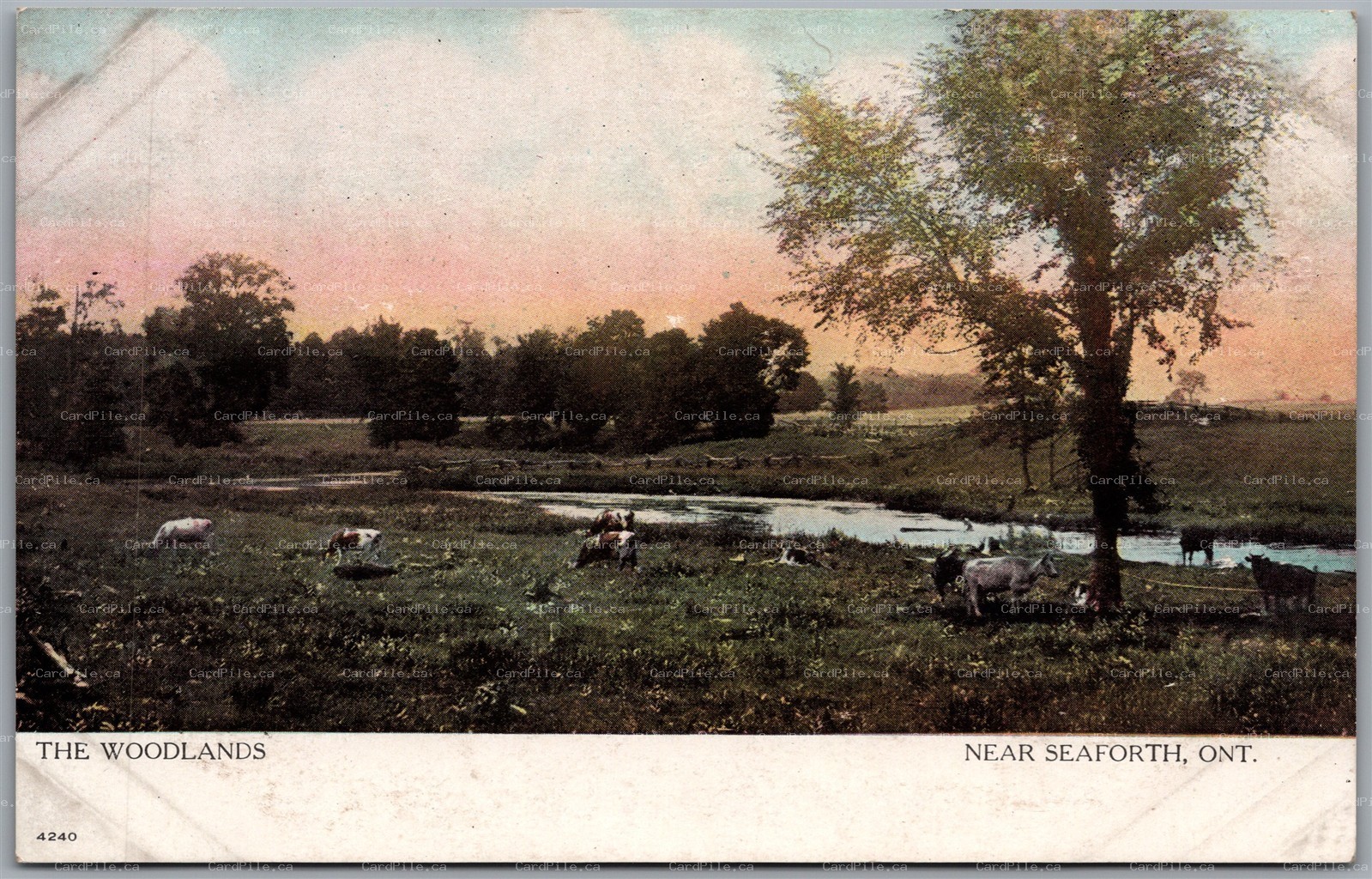 Postcard Seaforth Ontario c1910s The Woodlands Pasture Huron County by Warwick