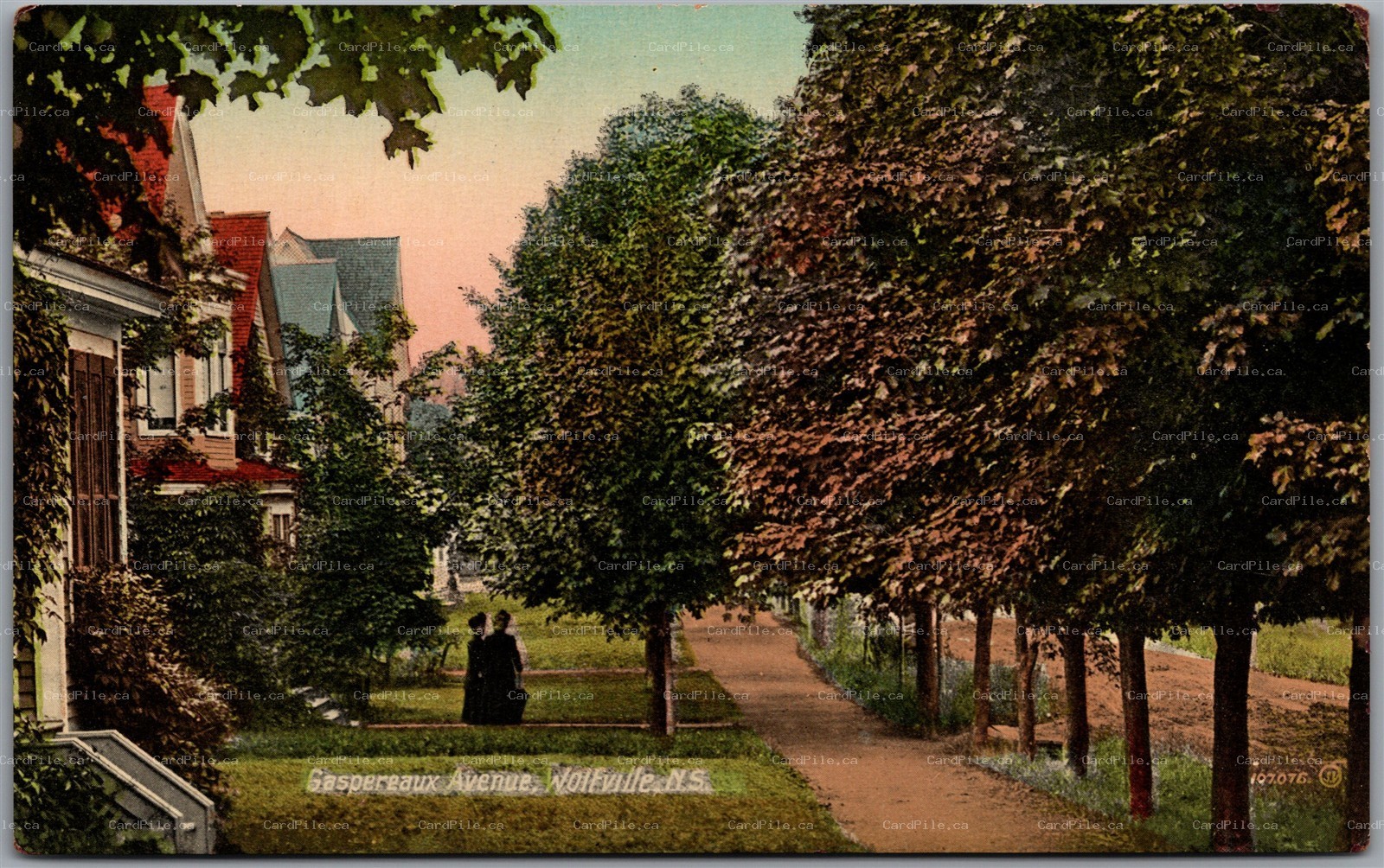 Postcard Wolfville Nova Scotia c1910s Gaspereaux Avenue Tree-Lined Street