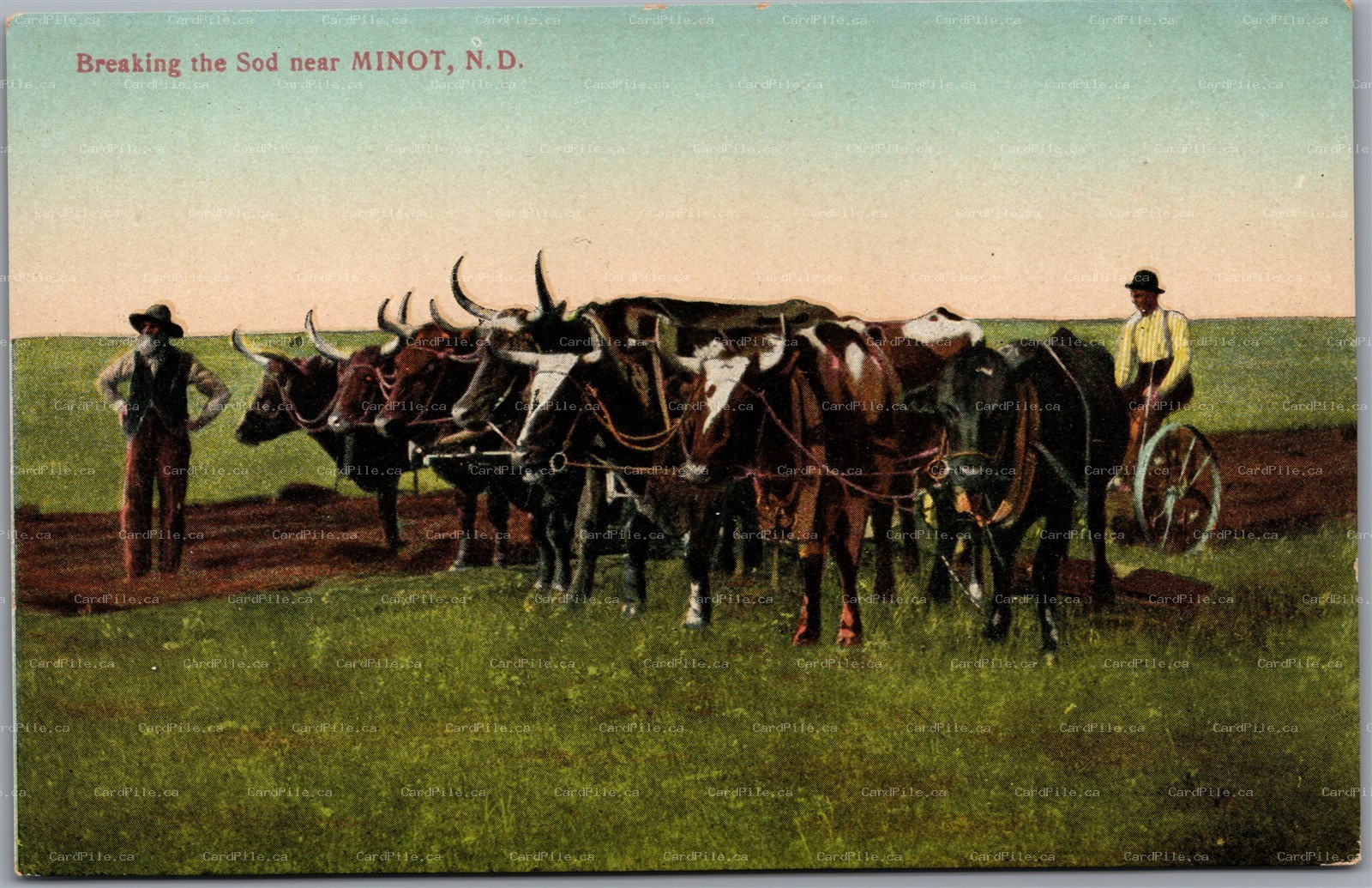 Postcard Minot North Dakota c1910s Breaking the Sod Ox Team