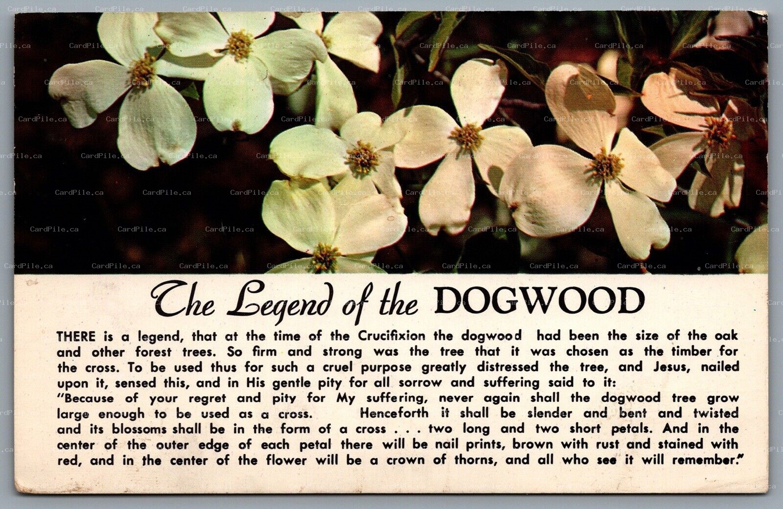 Postcard British Columbia c1965 The Legend Of The Dogwood Floral Emblem A