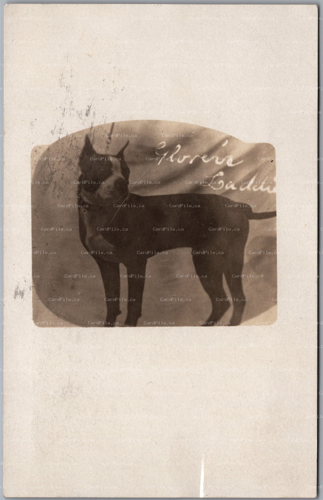 Postcard RPPC c1908 Real Photo Portrait of a Boston Terrier Dog Gloria's Laddie