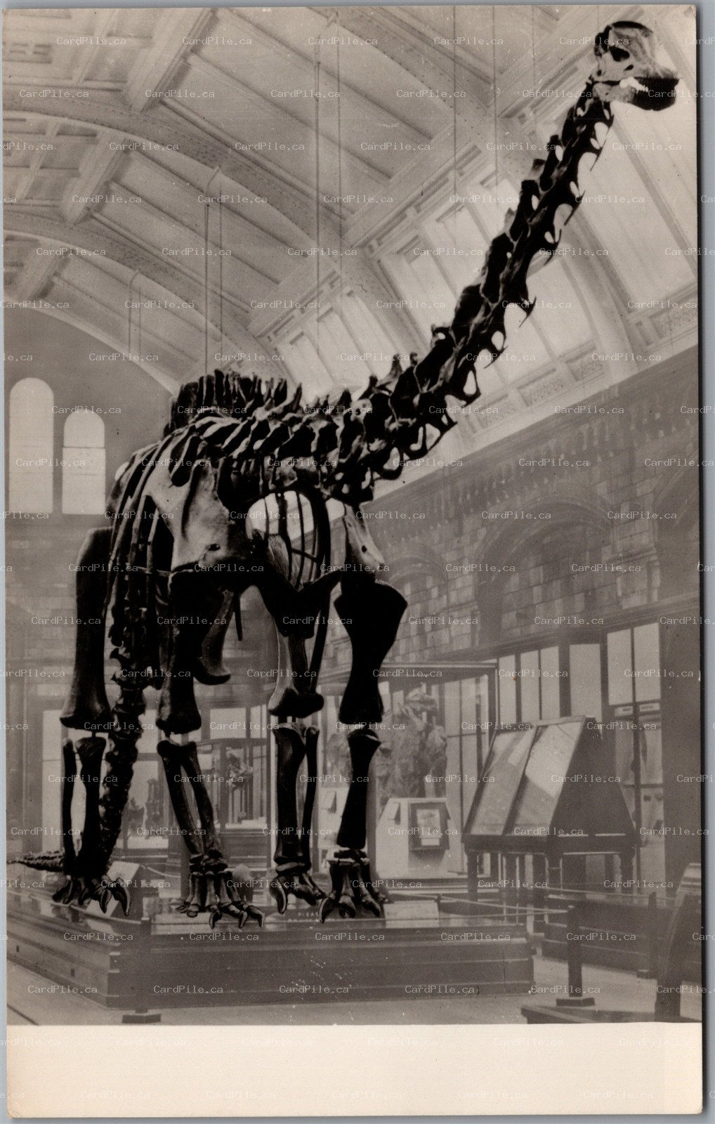 Postcard RPPC Cast of Diplodocus Carnegii at British Museum of Natural History