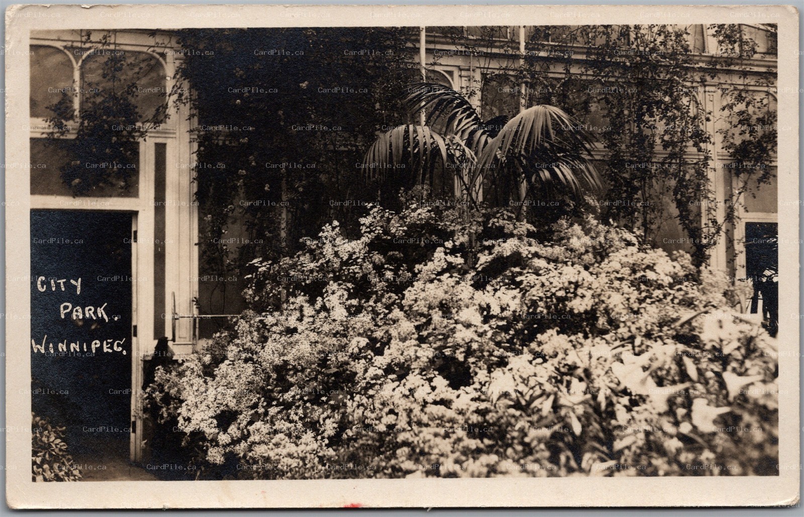 Postcard RPPC c1910s Winnipeg Manitoba City Park Floral Flowers