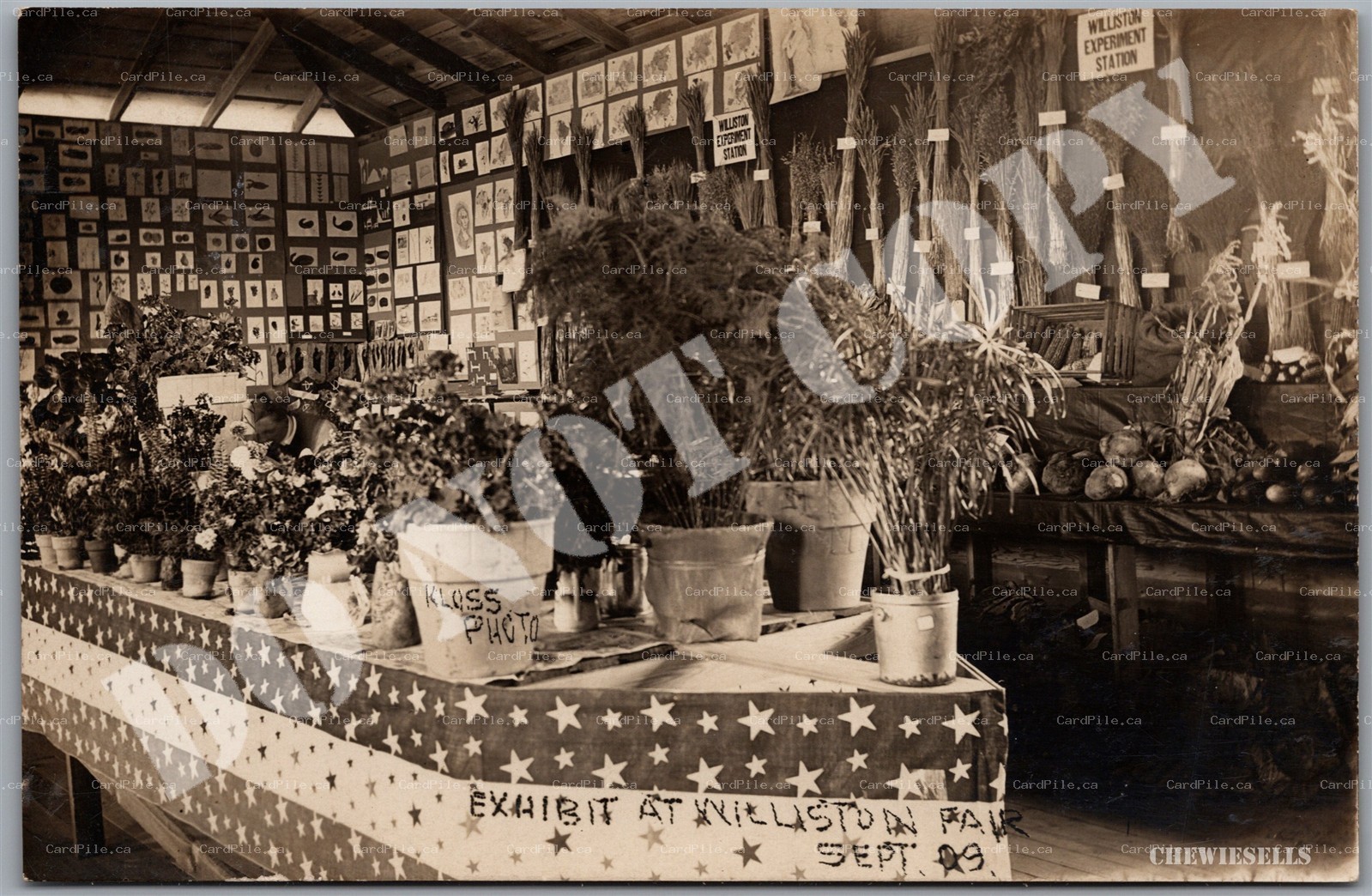 Postcard RPPC c1909 Williston North Dakota Fair Experiment Station Exhibit Kloss