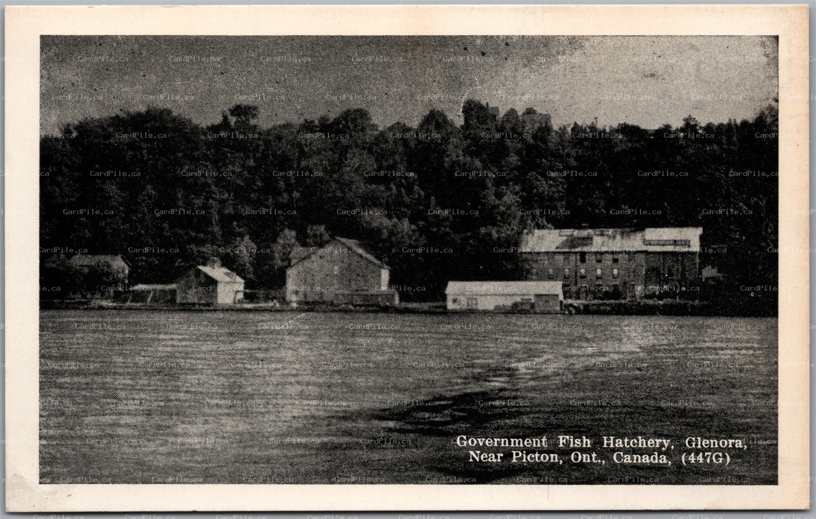 Postcard Glenora Ontario near Picton Government Fish Hatchery Waterfront