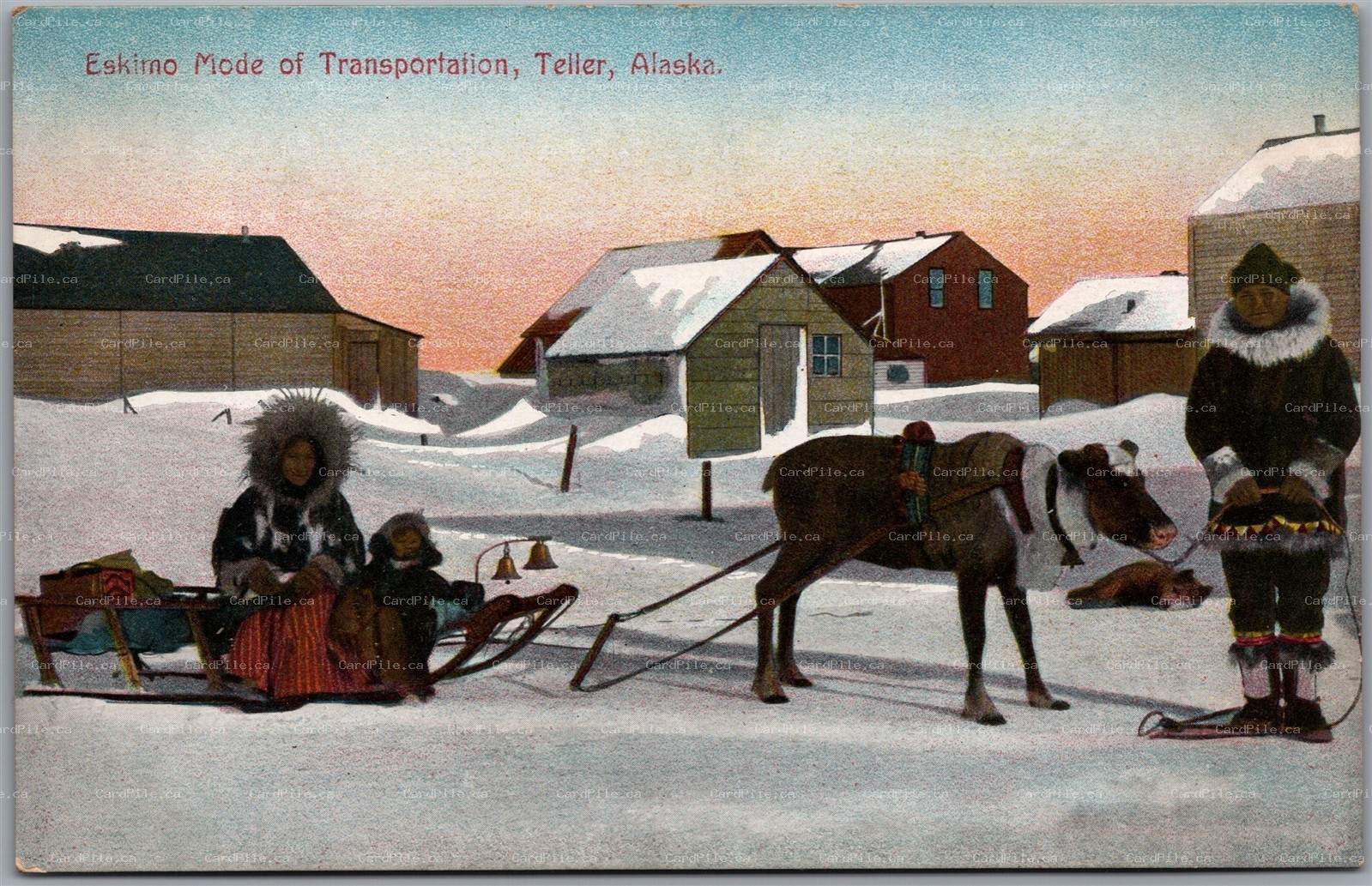 Postcard Teller Alaska c1910s Eskimo Mode of Transportation Reindeer Sled Inuit