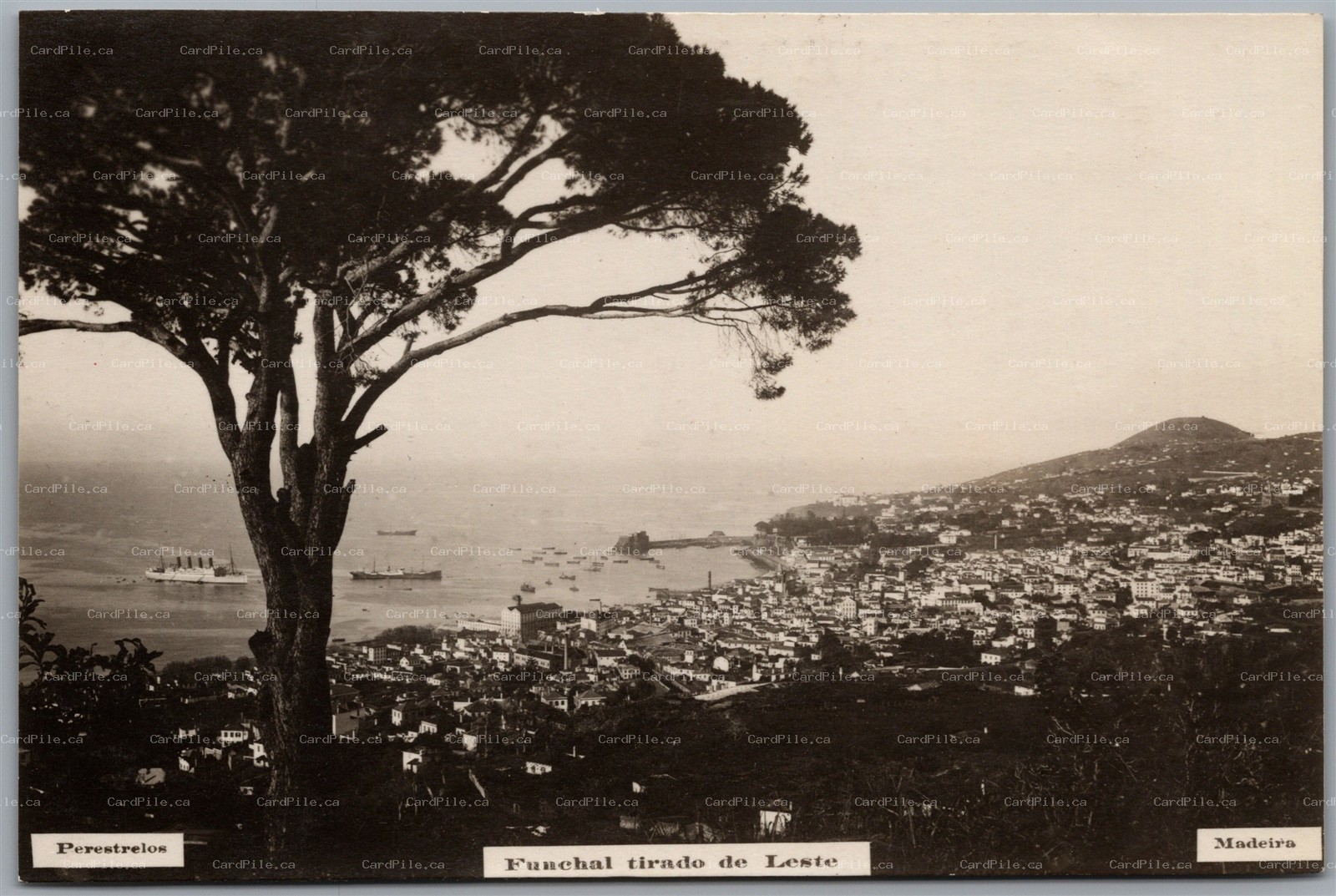 RPPC Funchal Madeira Harbor Scenic Birds Eye View of Town Ships by Perestrello's