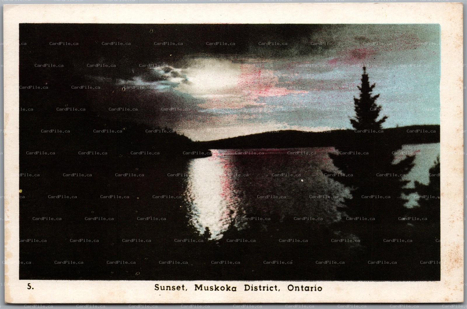 Postcard Muskoka District Ontario Scenic Sunset Over the Lake Silhouette Pines
