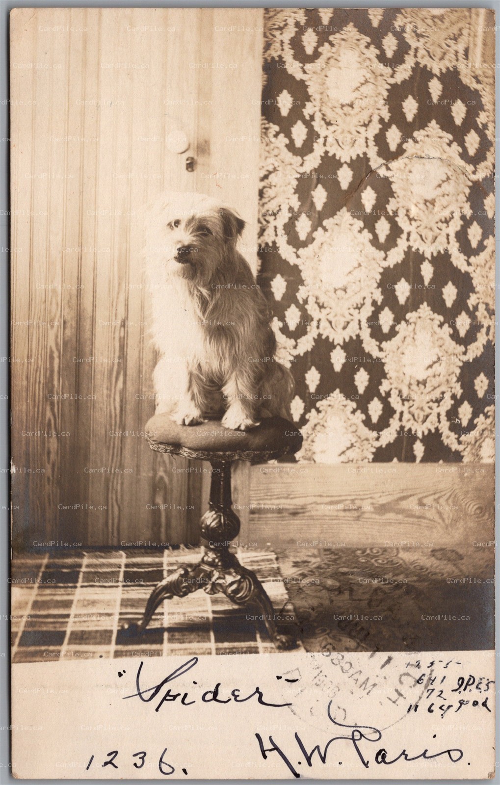 Postcard RPPC Postmarked Eaton Ohio c1906 Studio Photo of Terrier Dog "Spider"
