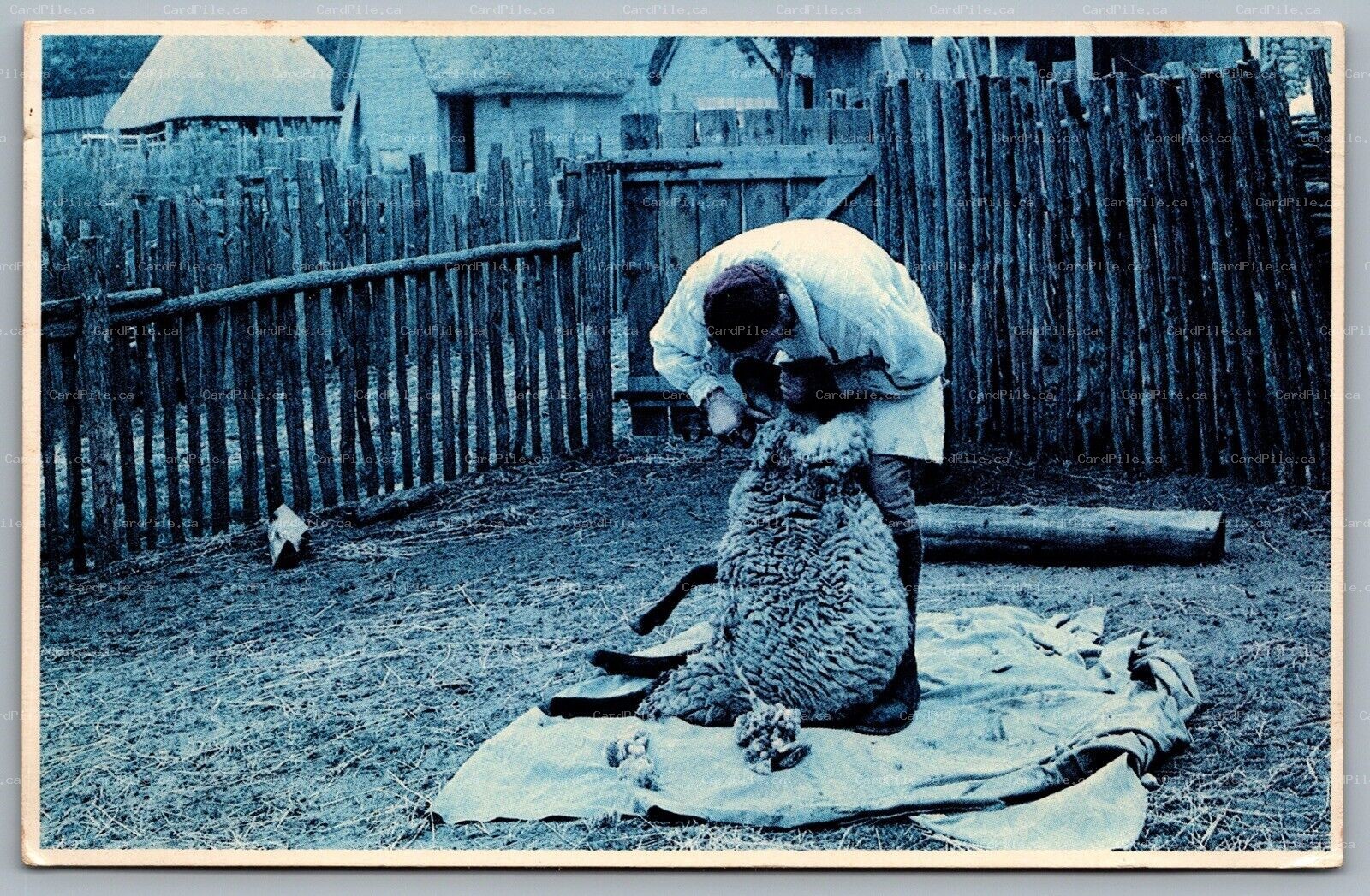 Postcard Plymouth Massachusetts c1986 Plimoth Plantation Sheepshearing 