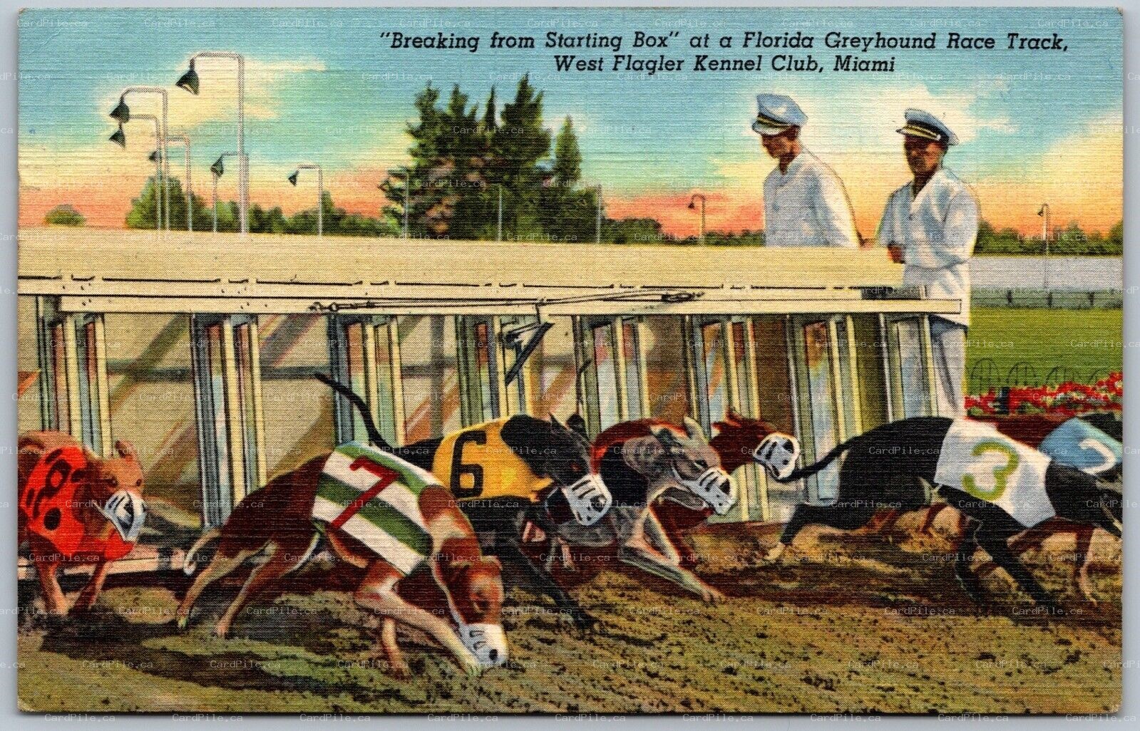 Postcard Miami Florida c1954 West Flagler Kennel Club Greyhound Race Track Linen