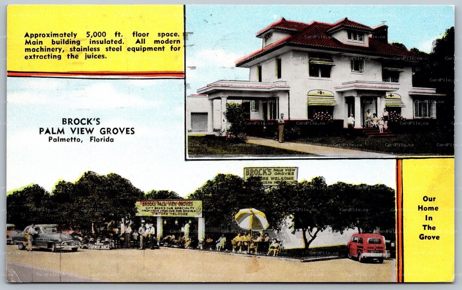 Postcard Palmetto Florida c1954 Brock’s Palm View Groves Dual View Old Cars