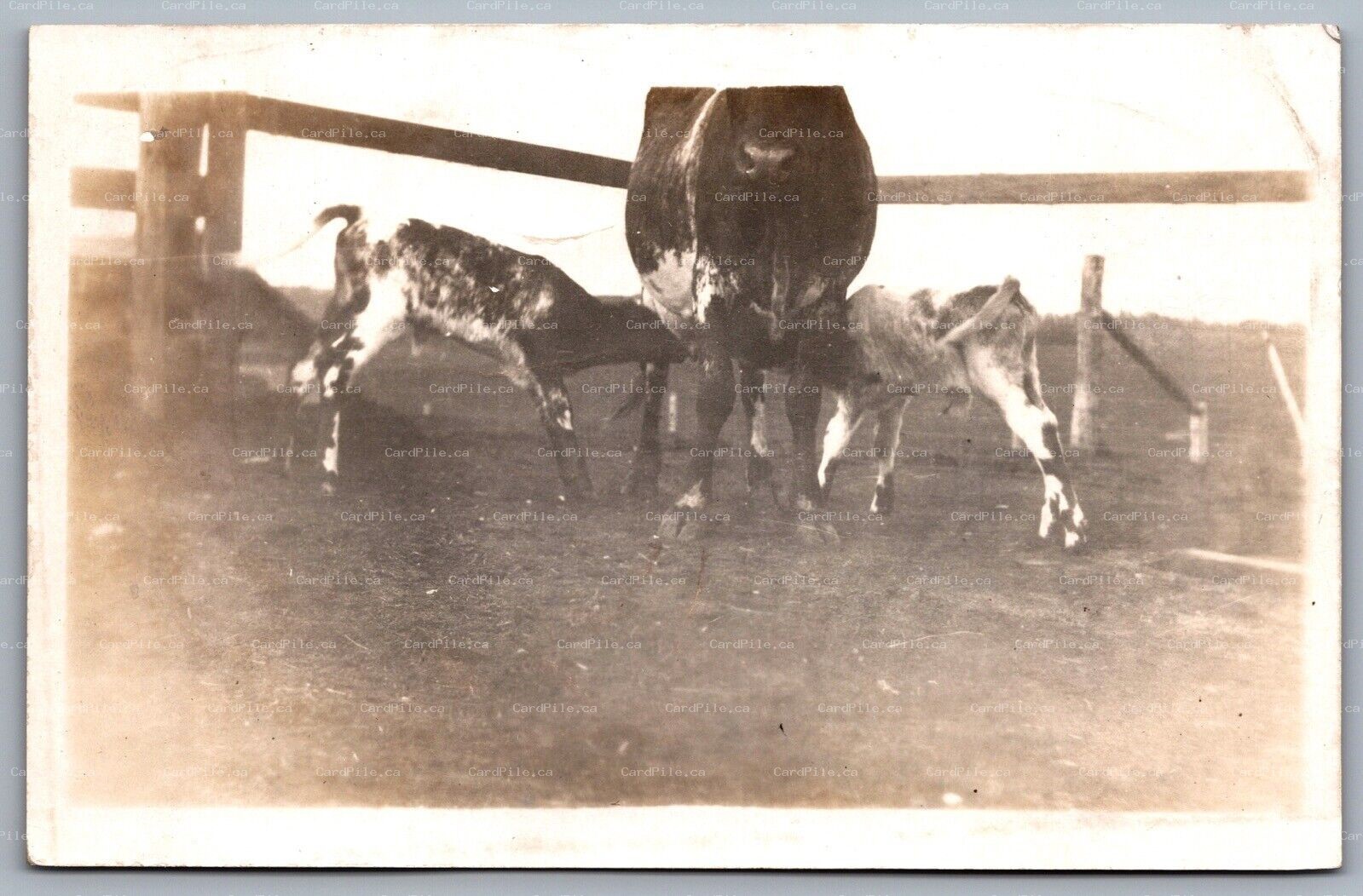 Postcard RPPC United States c1904-1920 Baby Calves Feeding Milk Mother Cows