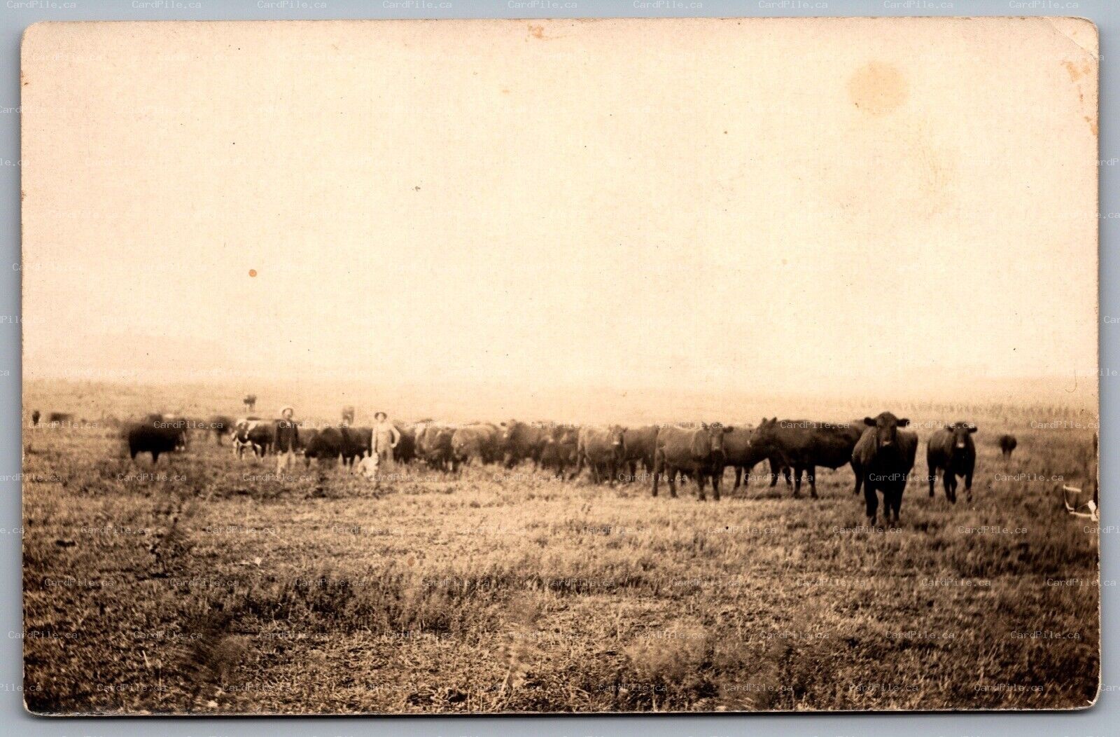 Postcard RPPC United States c1911 Men with Herd of Cattle Cows