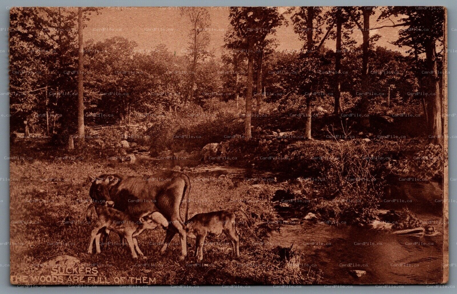 Postcard c1911 Suckers Woods Are Full of Them Baby Calfs Drinking Milk Sepia