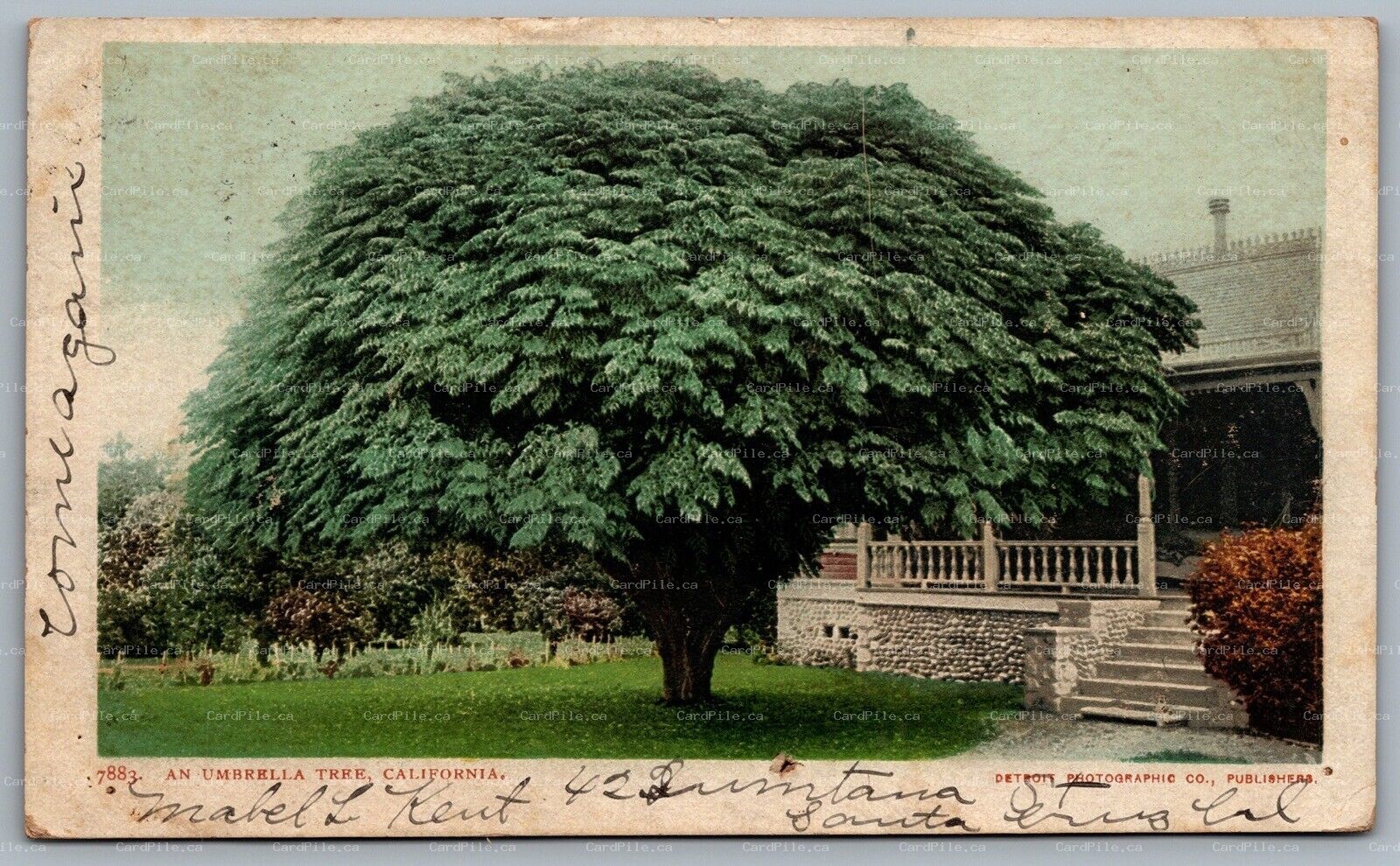 Postcard California c1905 An Umbrella Tree From Summerland CA to Wyoming Iowa