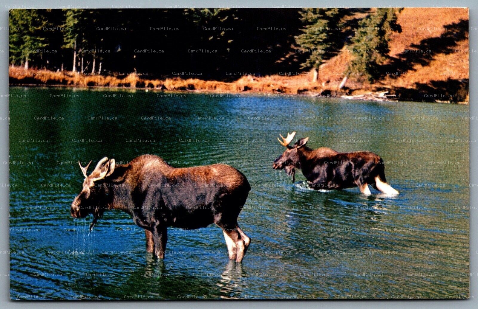 Postcard Banff Alberta c1960s View of Two Moose In Water Canadian Rockies 