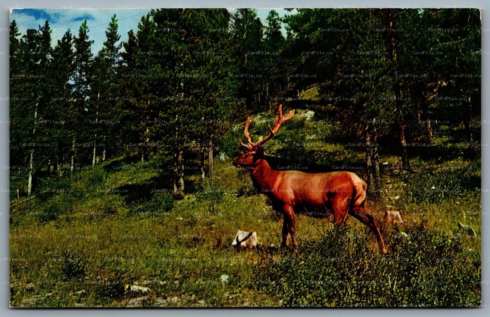 Postcard Banff Alberta c1960s Elk in Banff National Park Canadian Rockies