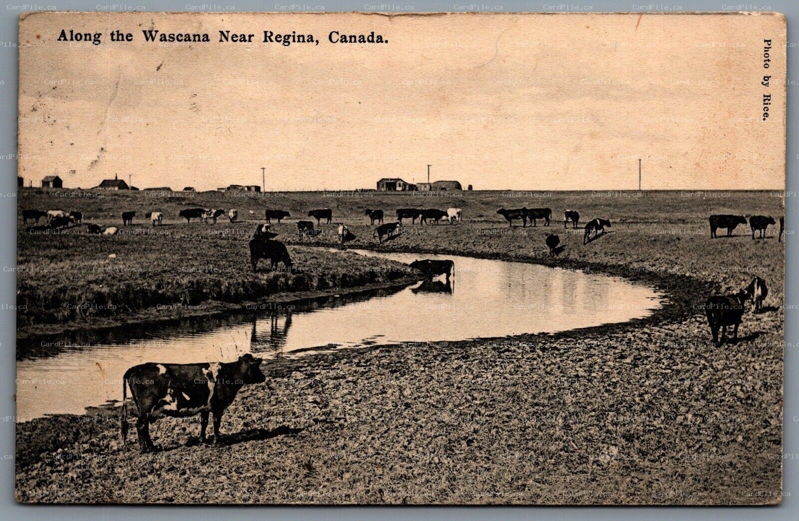 Postcard Regina Saskatchewan 1913 Along The Wascana Cows Field Farm Rice Photo