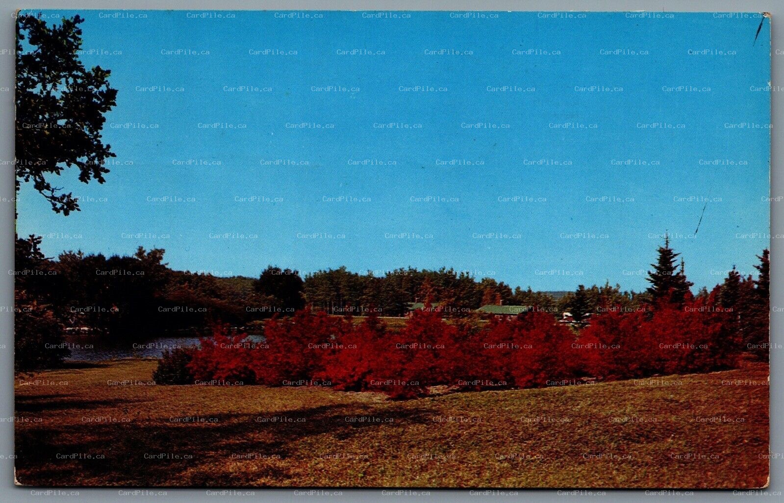 Postcard North Dakota 1959 Planting Flaming Maples Peace Garden Lake Metigoshe