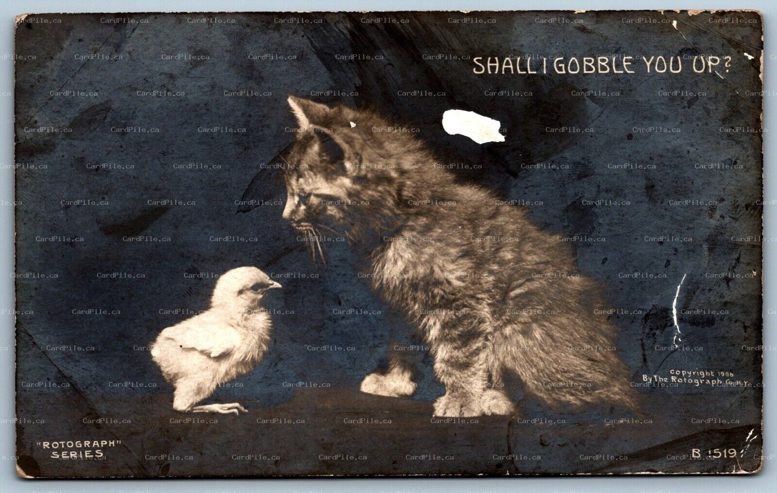Postcard RPPC c1906 Rotograph Series Shall I Gobble You Up? Kitten and Chick