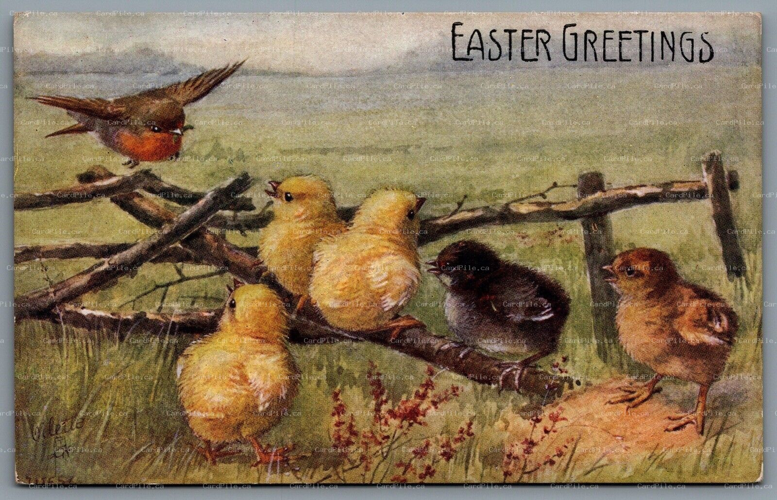 Postcard Easter c1908 Tucks Oilette Birds of a Feather Robin in Flight With Worm