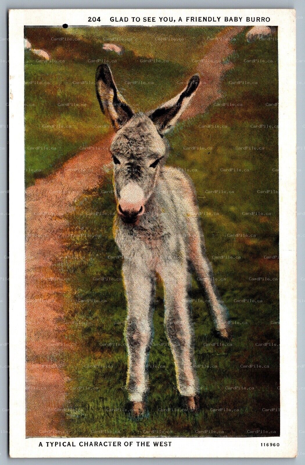 Postcard c1927 Glad To See You A Friendly Baby Burro Donkey Old West Character