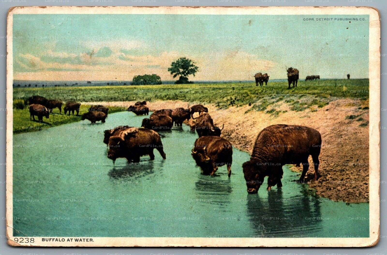 Postcard c1910s Buffalo at Water Detroit Publishing Co. Phostint Unused
