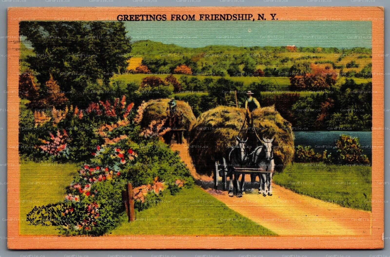 Postcard Friendship New York c1948 Greetings From Friendship Horses Pulling Hay