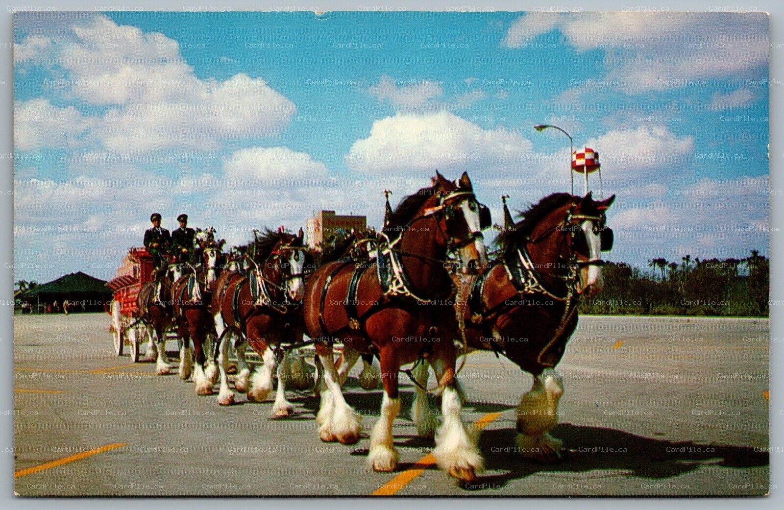 Postcard Tampa Florida c1960s Budweiser Clydesdale 8 Horse Team Busch Gardens