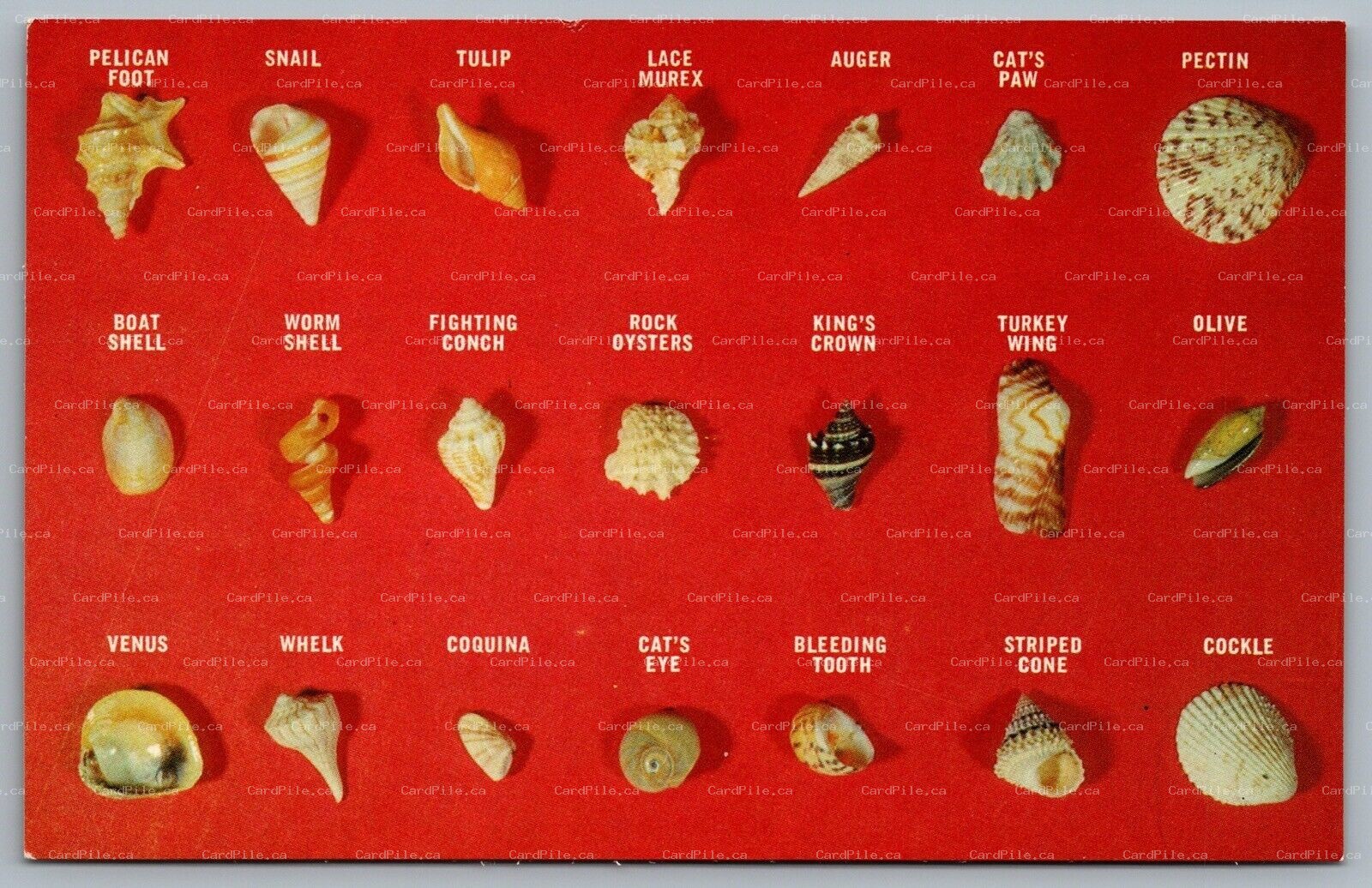 Postcard c1960s Collection Of Shells Found On Florida Beaches Unused