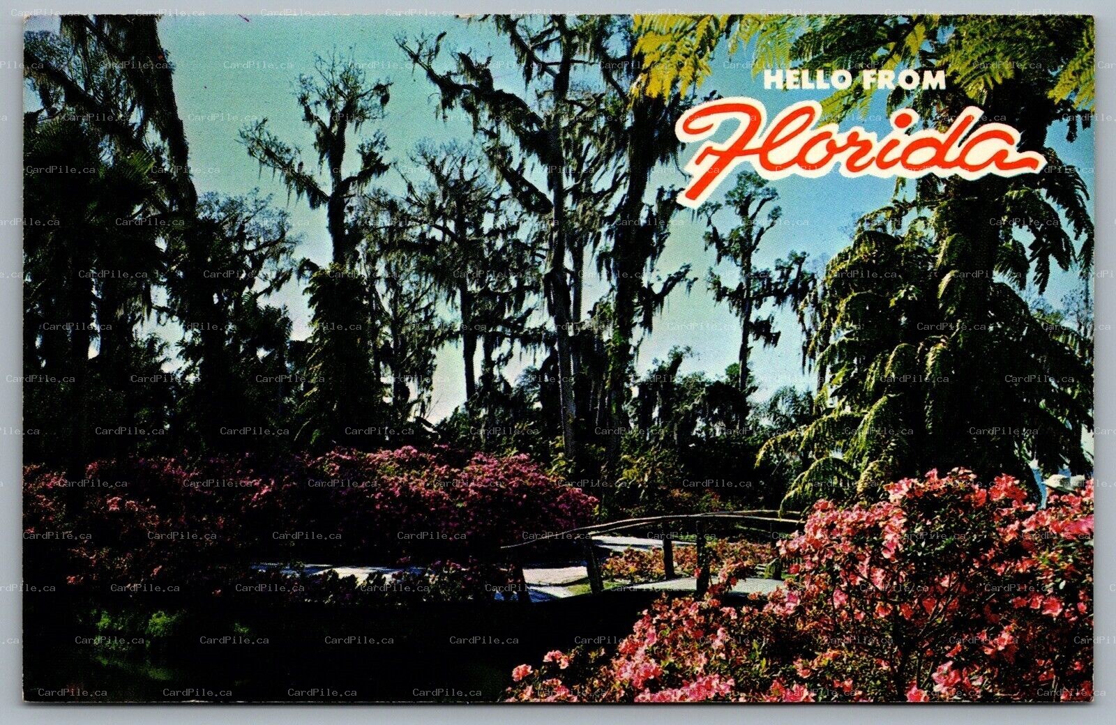Postcard c1950s Hello From Florida Azaleas Blooming Cypress Gardens Unused