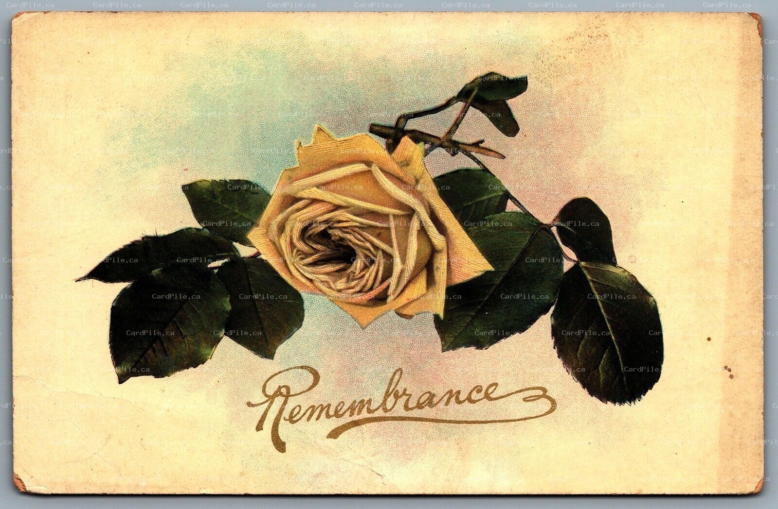 Postcard c1910 Remembrance Yellow Rose On Vine Flower Artistic Flower