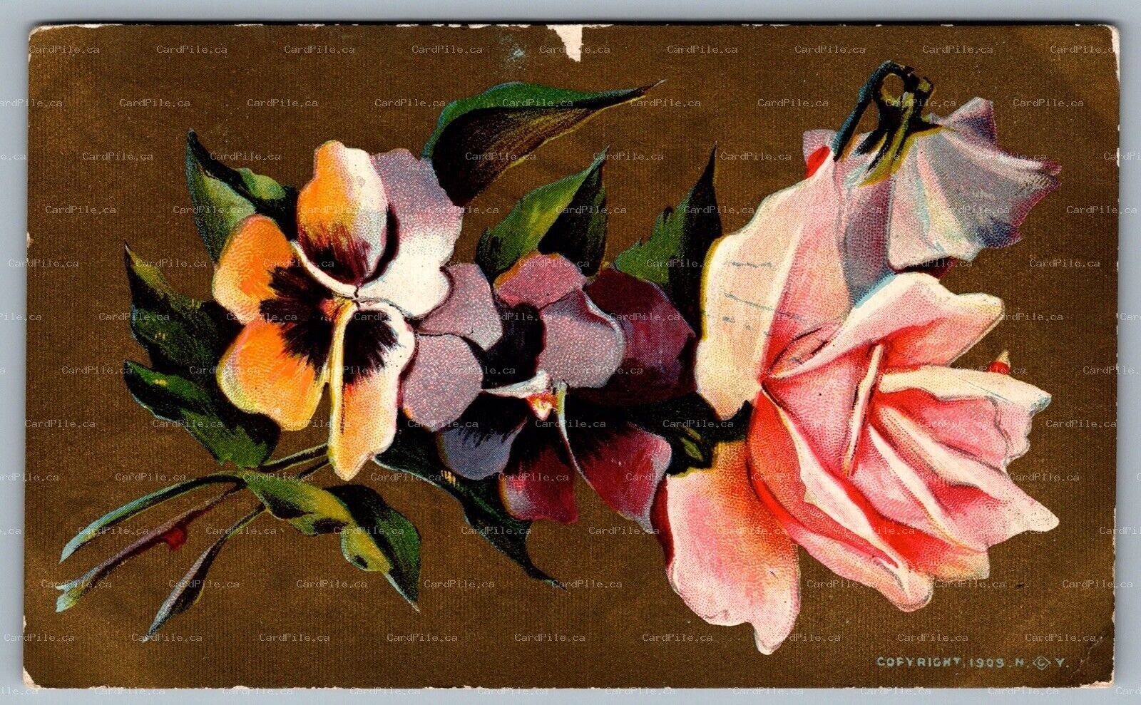 Postcard c1909 Artistic Flowers Rose Dark Gold Background 