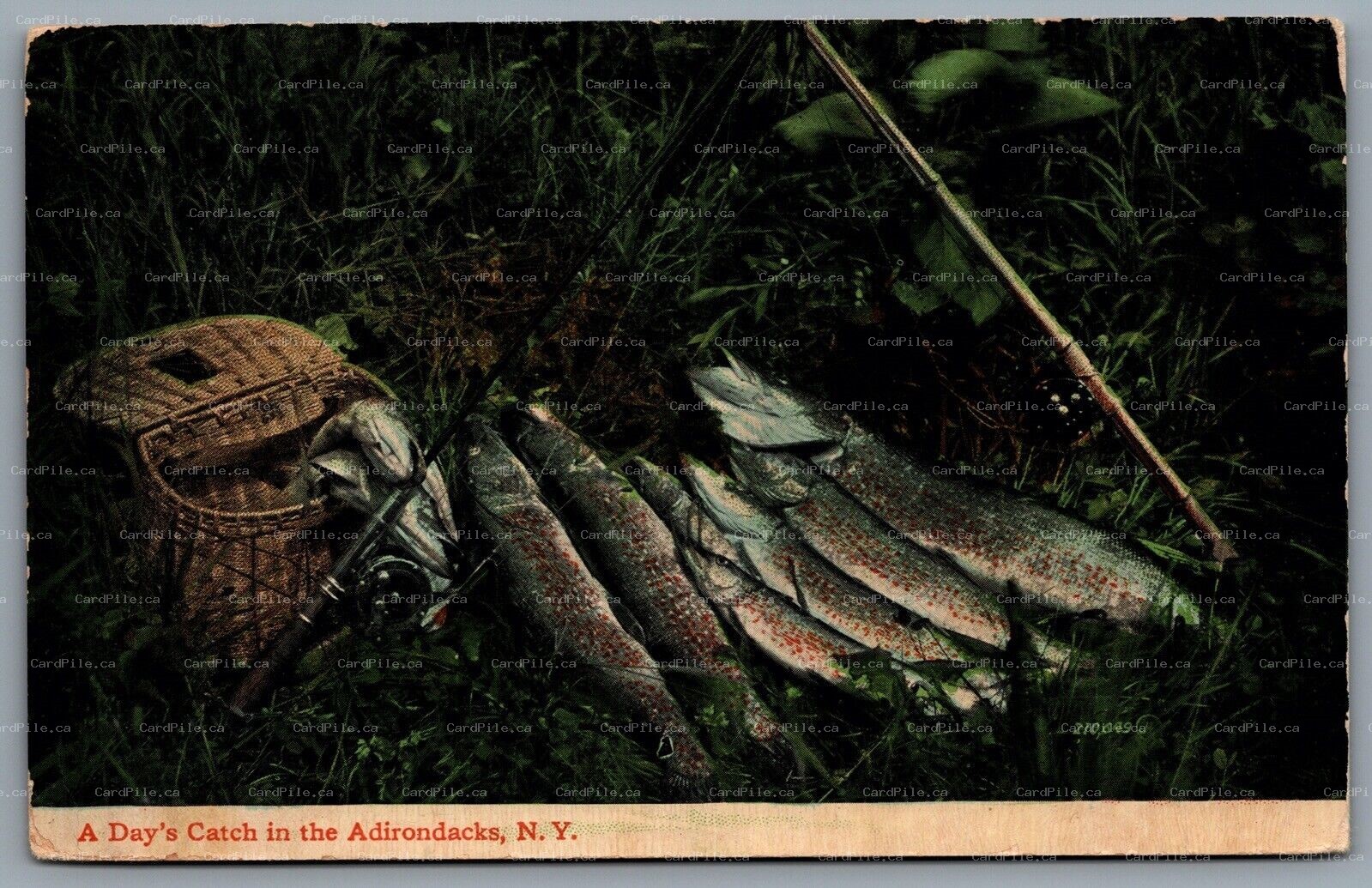 Postcard NY c1913 Fishing Related A Days Catch In The Adirondacks CDS Cancel