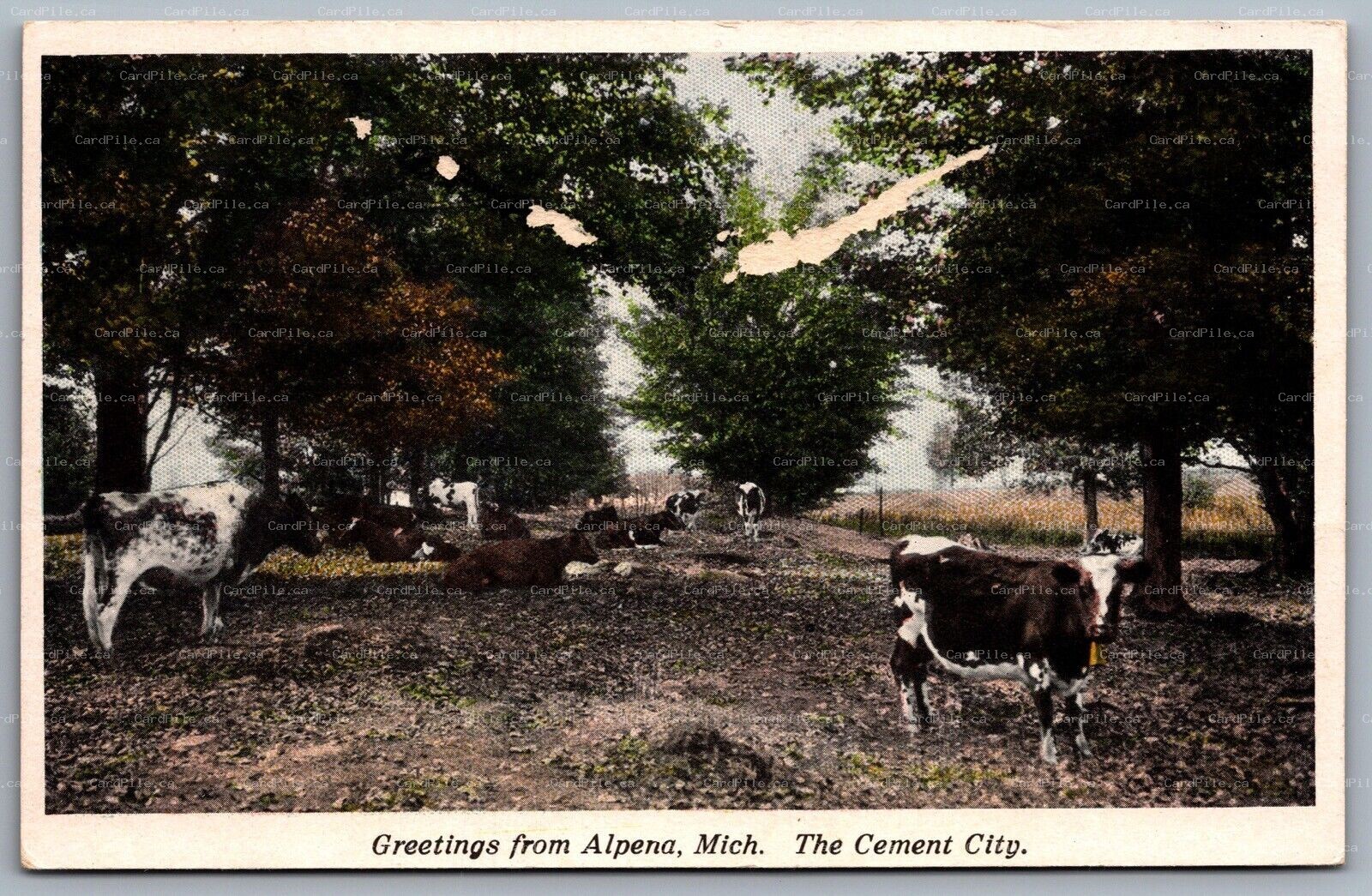 Postcard Alpena MI c1930s Greetings from Alpena Michigan The Cement City Cows