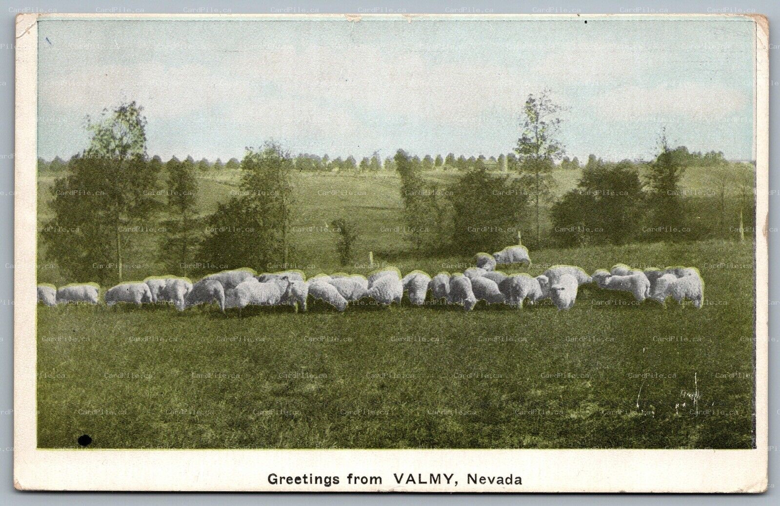 Postcard c1925 Greetings From Valmy Nevada Sheep Grazing to Munson Alberta