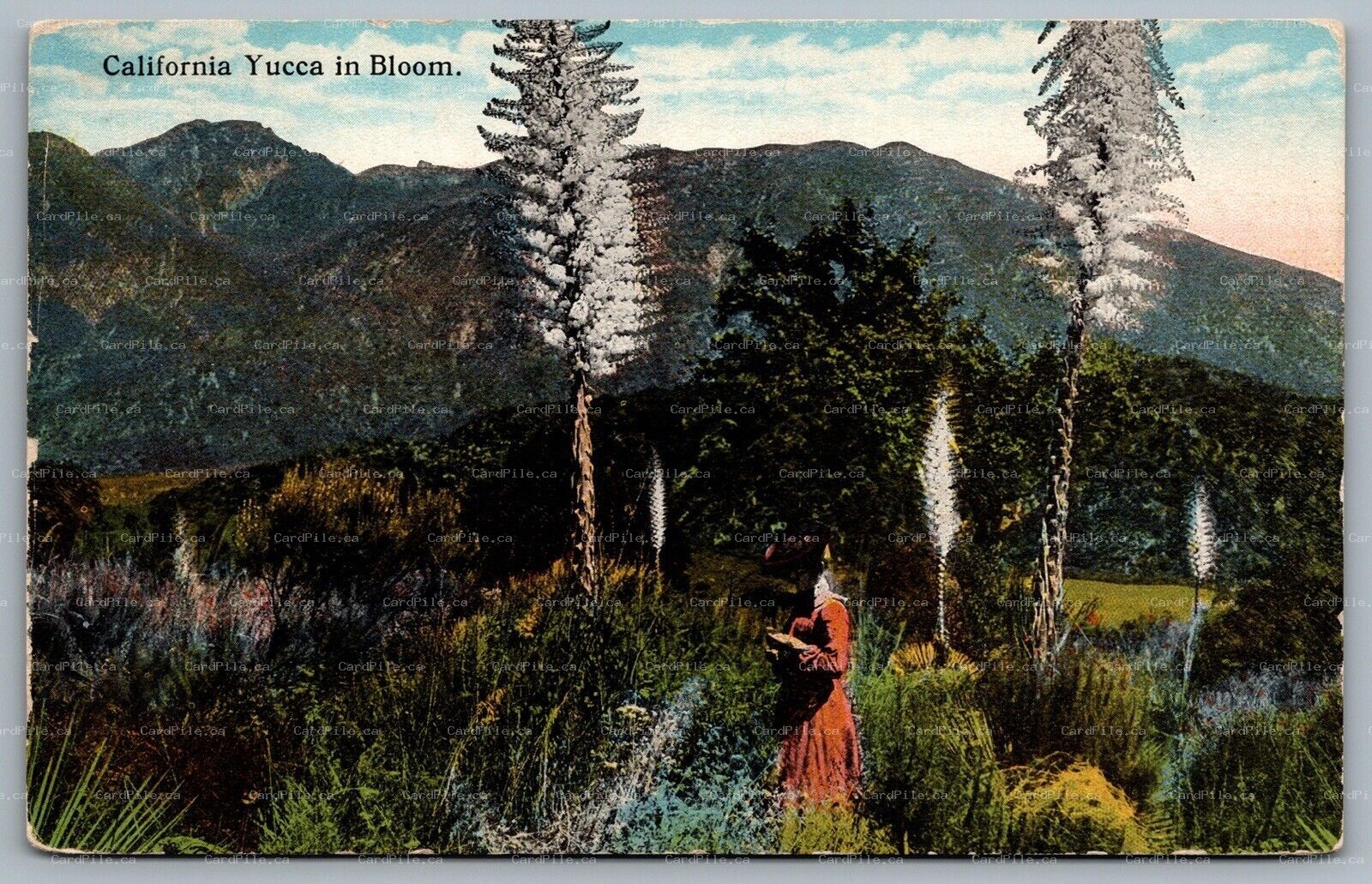Postcard c1910s California Yucca In Bloom Scenic Early Curt Teich Unused